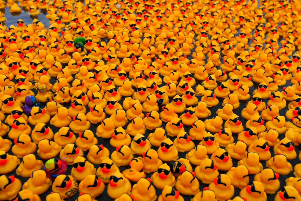 Rubber Ducks Float In The Danube River In The Centre Of Budapest