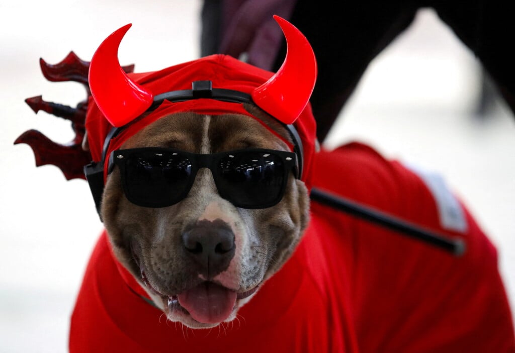 Halloween Pet Costume Competition In Vina Del Mar