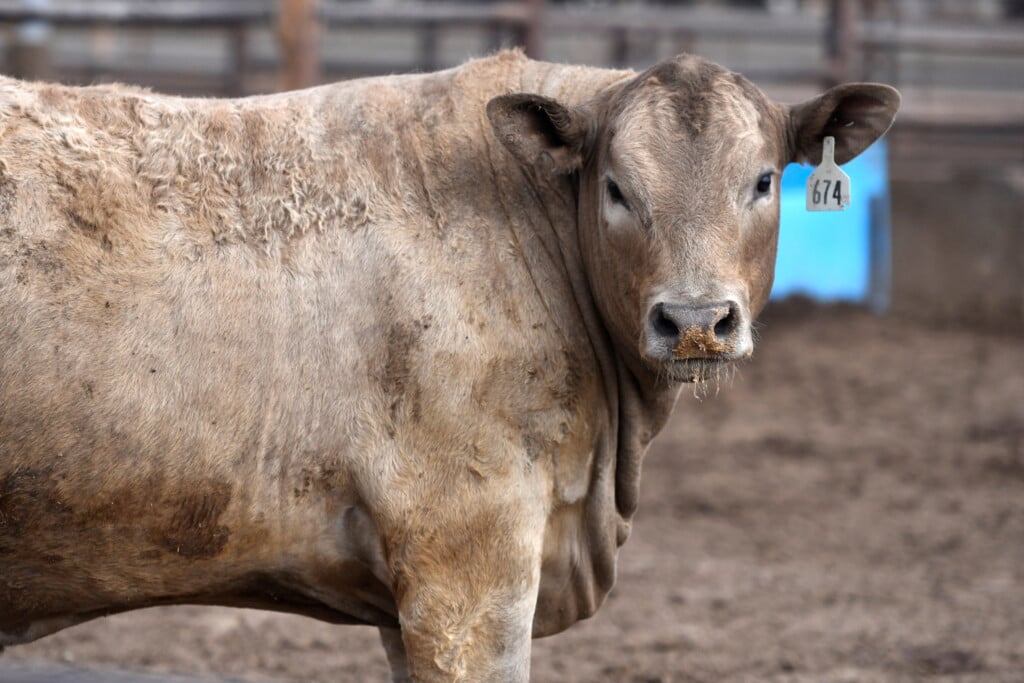 U.s. Beef Industry Shrinks As Cattle Shortage Squeezes Supply Chain