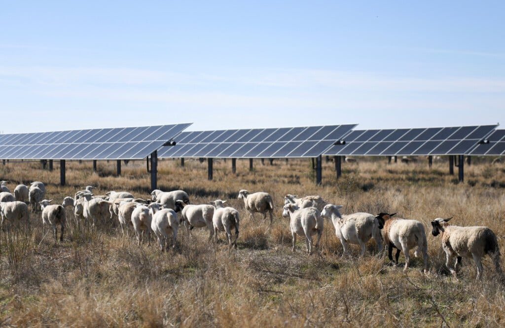 File Photo: Sheep Graze Under Solar Panels On A Farm Run By Chad Raines In Texas