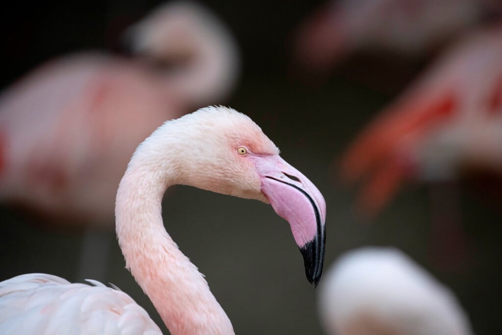 A Flamingo Is Pictured In Its Enclosure At La Zoo In Los Angeles