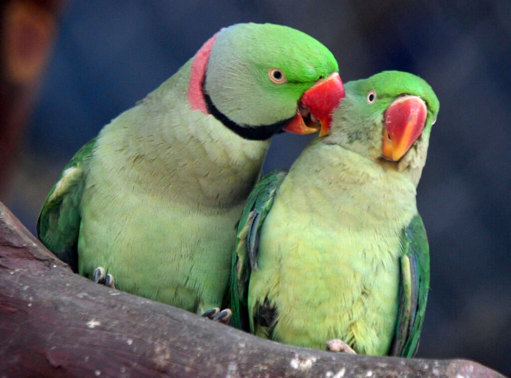 Parrots Are Seen Inside Their Cage On The Eve Of Valentine's Day In Chandigarh