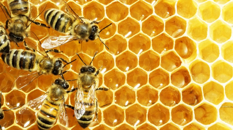 Bee Honey Antibiotic