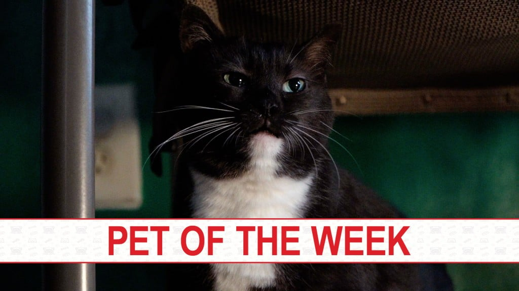 Boots Pet Of The Week