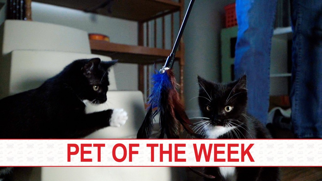 Pet Of The Week, March 1, 2022: Meet Socks And Sparky