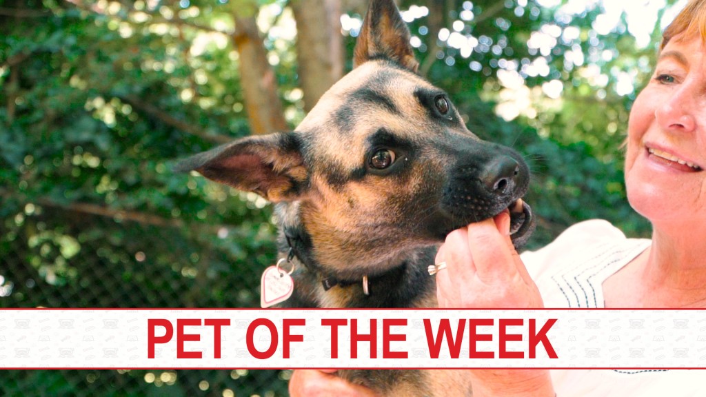 Peaches Pet Of The Week