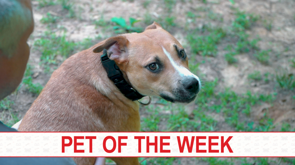 Pet Of The Week Overlay Revised