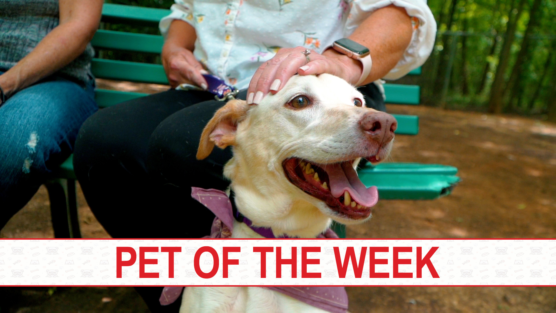 Pet Of The Week, Aug. 6, 2022: Meet Liberty - WVUA 23