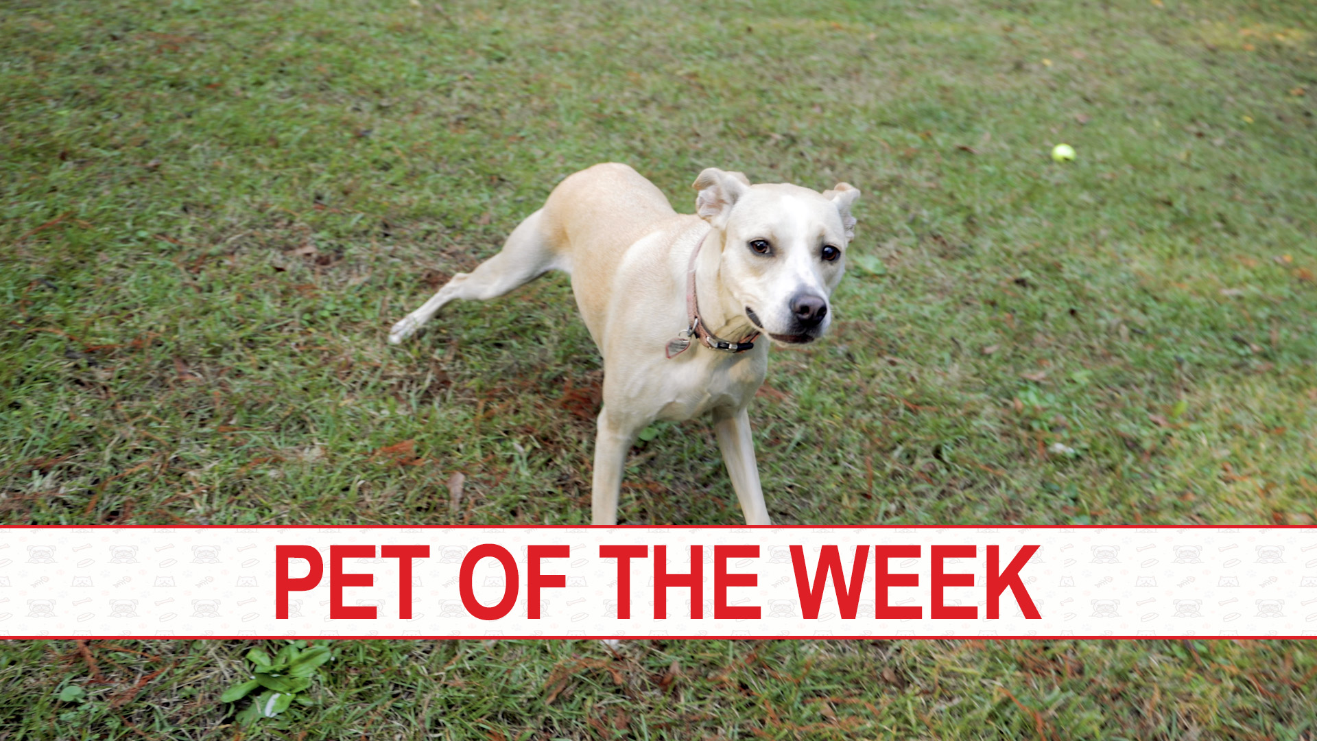 Pet Of The Week, Nov. 29, 2022: Meet Lori - WVUA 23