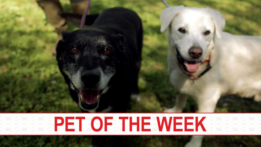 04 04 23 Pet Of The Week Zig Zag And Boots00 00 57 05still009 Copy