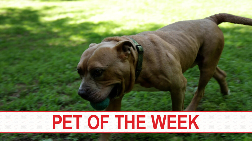 Pet Of The Week Buster