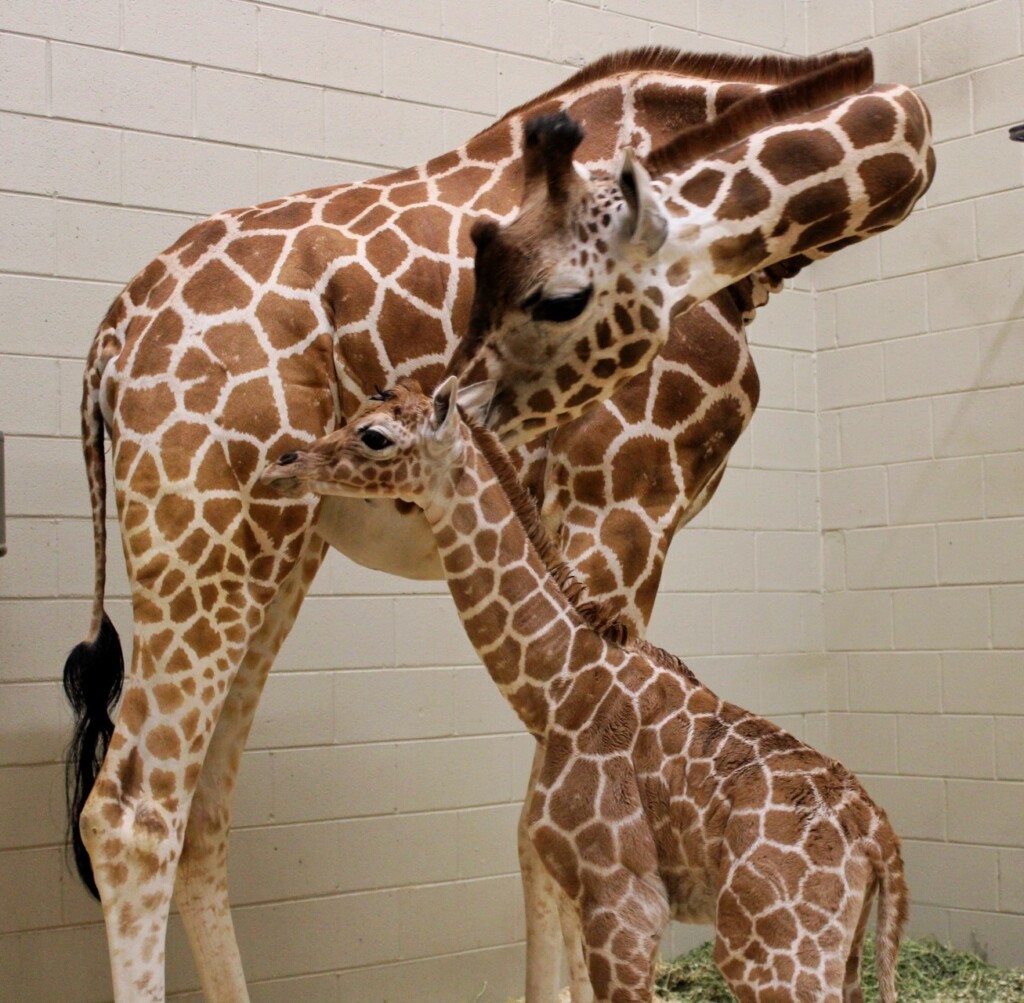 Baby Giraffe Love On By Mom Ruby