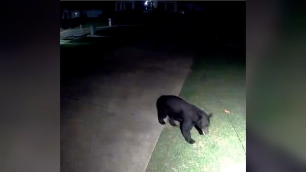 Black bear in Tuscaloosa