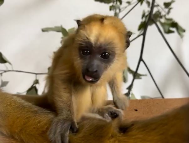 Baby howler monkey at Birmingham Zoo