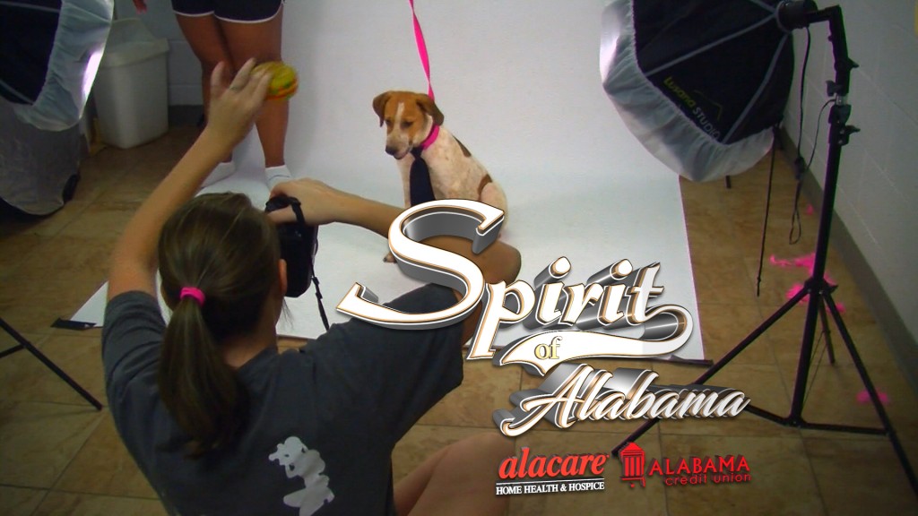 SPIRIT OF ALABAMA: ANIMALS IN NEED SHOW OFF THEIR BEST SIDE WITH  VOLUNTEERS' HELP - WVUA 23