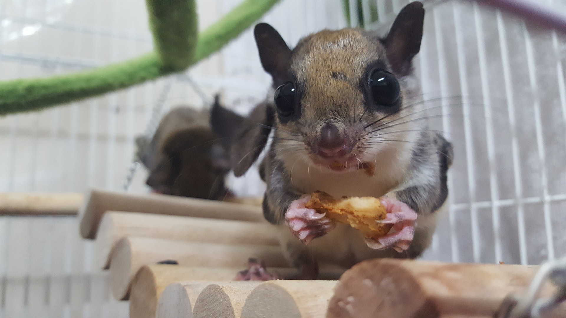 Seven Charged in Flying Squirrel Trafficking Ring, Florida