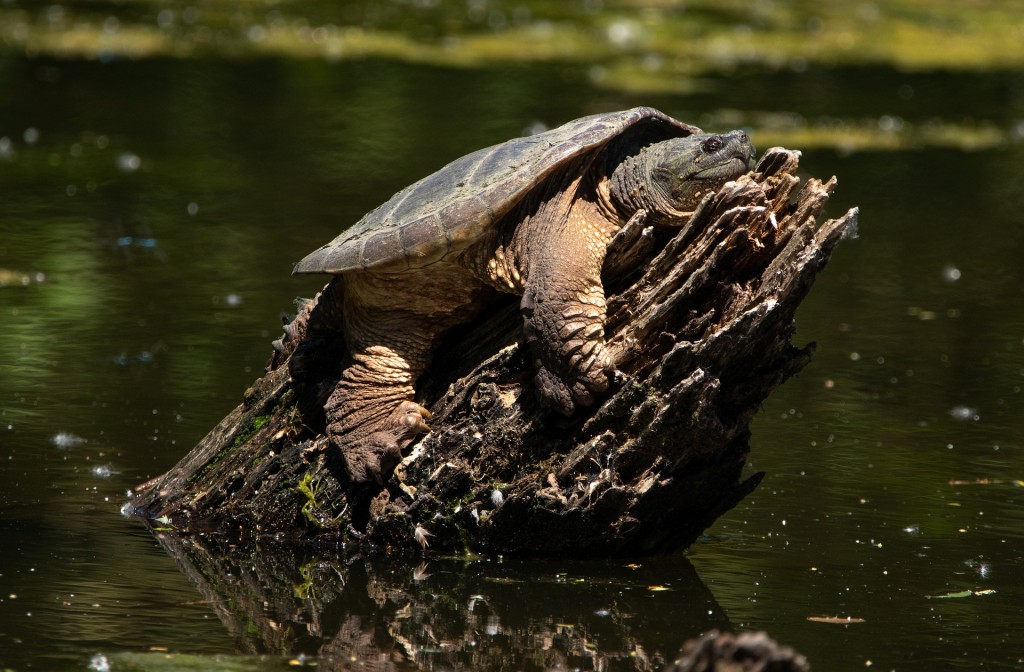 Snapping Turtle G18f73b702 1920