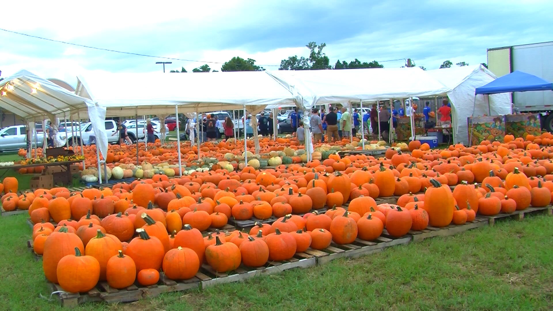 How Extreme Weather In The Us May Have Affected The Pumpkins You Picked 