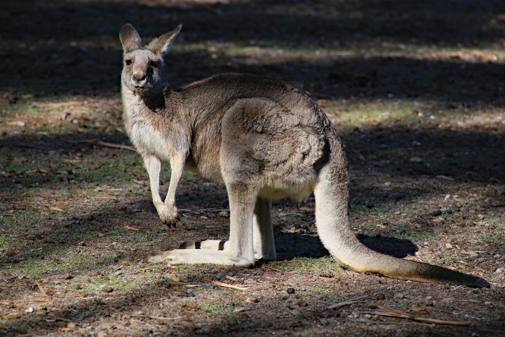 Kangaroo 1362199 1920