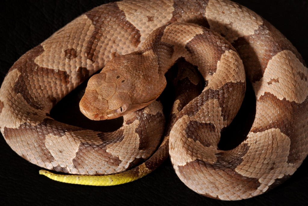 Southern Copperhead 1329055 1920