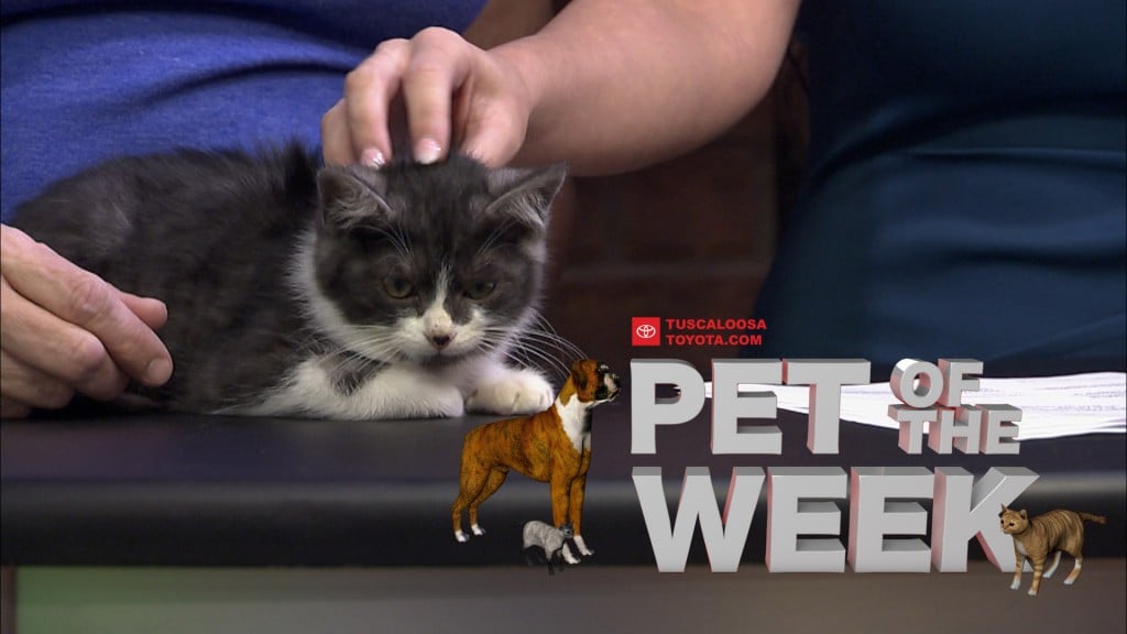 Pet Of The Week Spider Man