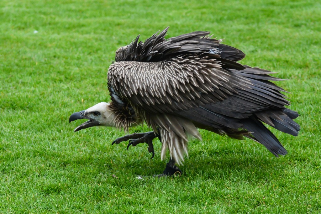 Vulture 2553058 1920