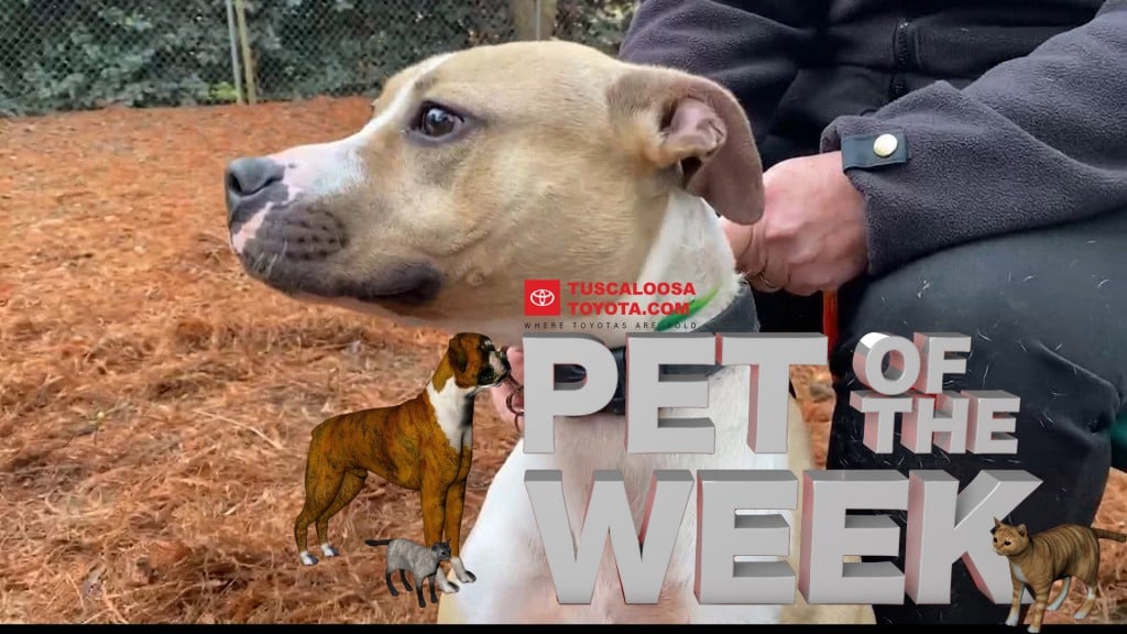 Pet Of The Week Annabell