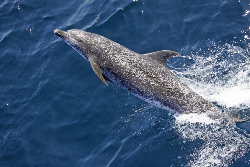 Atlantic Spotted Dolphin 590538 1920