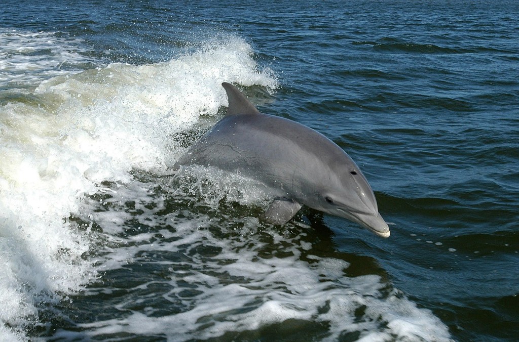 Dolphin 386744 1920