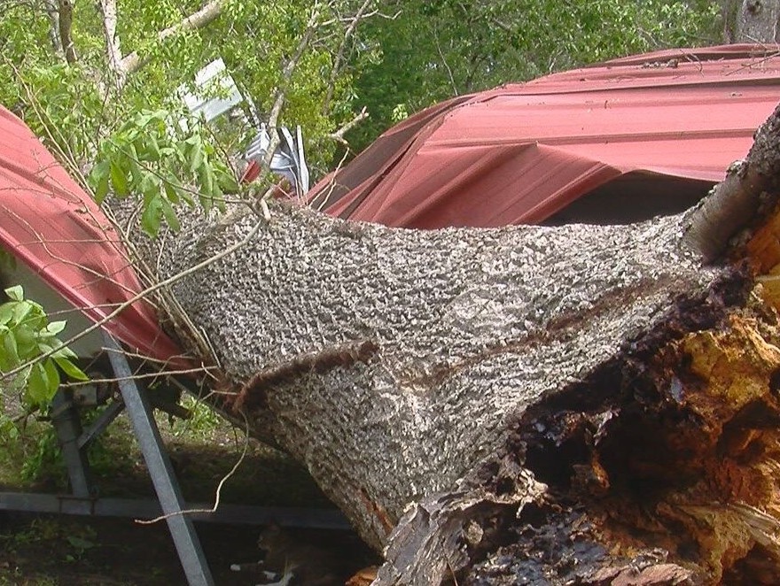 Tree falls on carport and shed after Tropical Storm Ana.