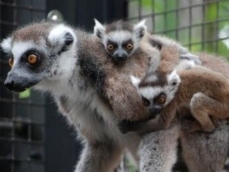 Courtesy: Lemur.duke.edu/