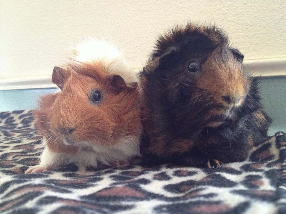 PHOTO: Estella the guinea pig is pictured here with her guinea pig husband Pip at Harvest Home Animal Sanctuary in Stockton, California. 