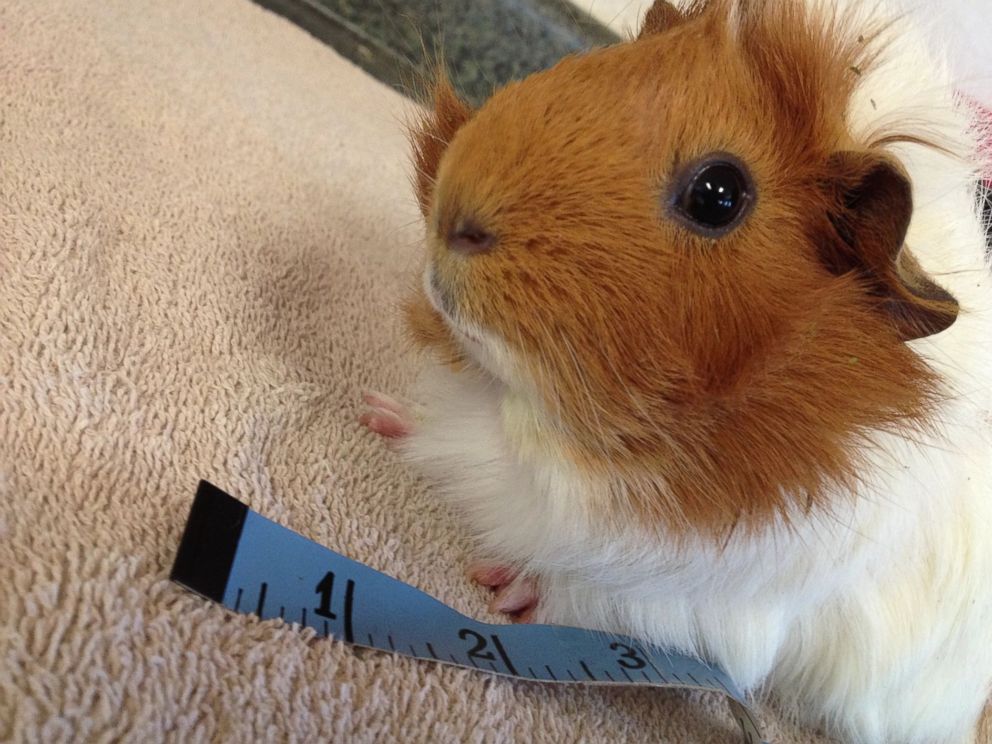 PHOTO: Estella the guinea pig is pictured here at Harvest Home Animal Sanctuary in Stockton, California. 