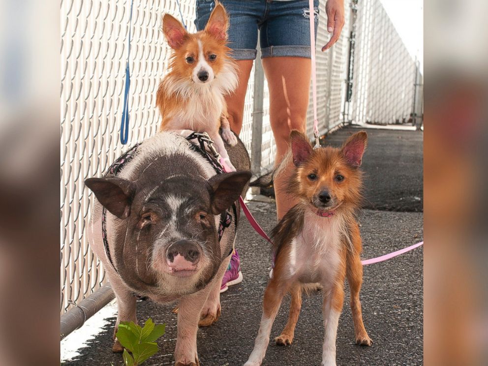 PHOTO: Pattie Pig and her canine best friends Pickles and Paprika are pictured in an undated handout photo.