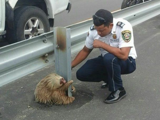 PHOTO: Transportation officers in Los Rios, Ecuador rescued a sloth, Jan. 22, 2015.