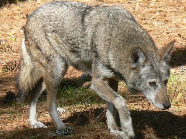 Endangered red wolf can make it in the wild, but not without ...