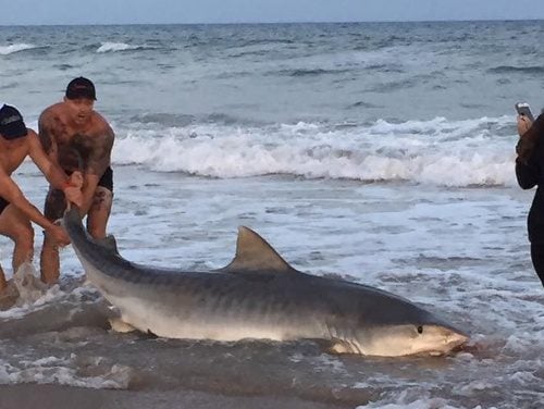 13-foot shark caught on North Topsail Beach - WWAYTV3