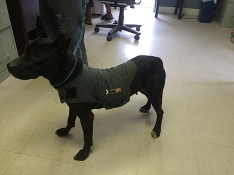 Thundershirt from anonymous donor (Source: Columbus County Animal Shelter)