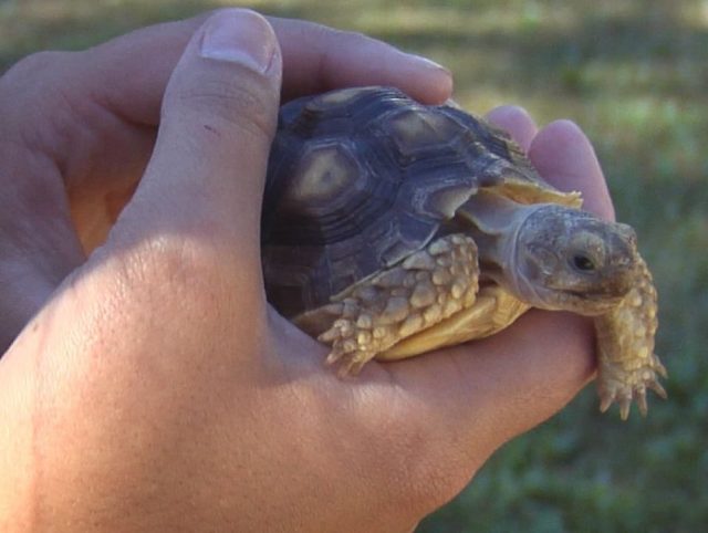 turtle