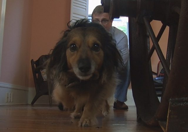 One of Shaun's dogs