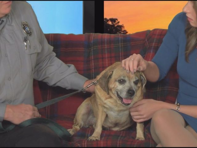 Pet Pals: Bring Mojo Into Your Family - Wwaytv3