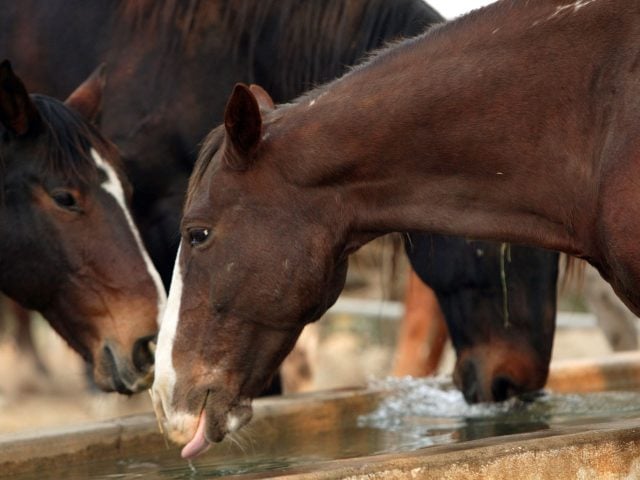 Curtis Bostic stealing horses South Carolina congressman