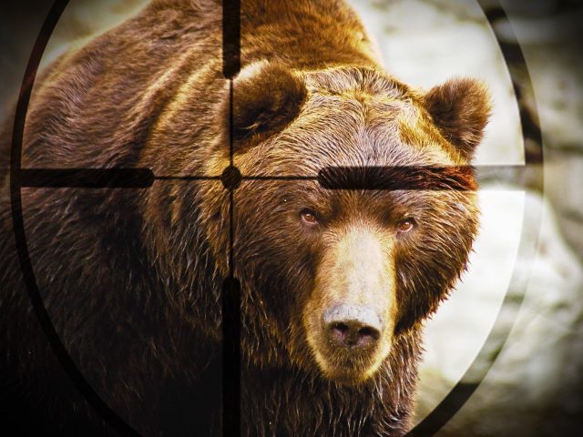 Russia Investigates bear killing