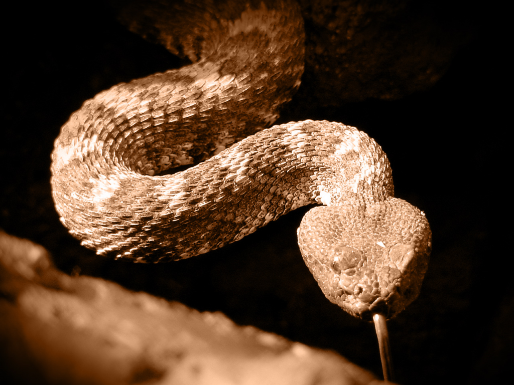 Shoot a Snake Bill