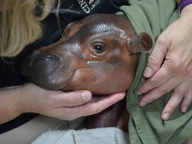 baby hippo