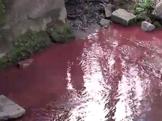 Red Dye Winston Salem Creek
