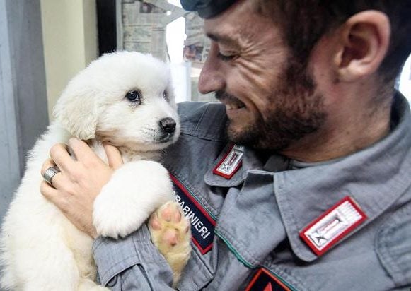 Italy Avalanche Puppies