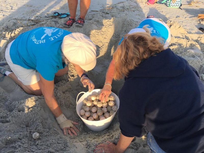 Members of the Sunset Beach Turtle Watch excavate and move a sea turtle nest discovered on Bird Island on May 18