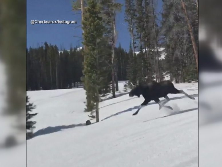 A moose came charging down from behind Cheri Luther while snowboarding at a resort in Colorado.