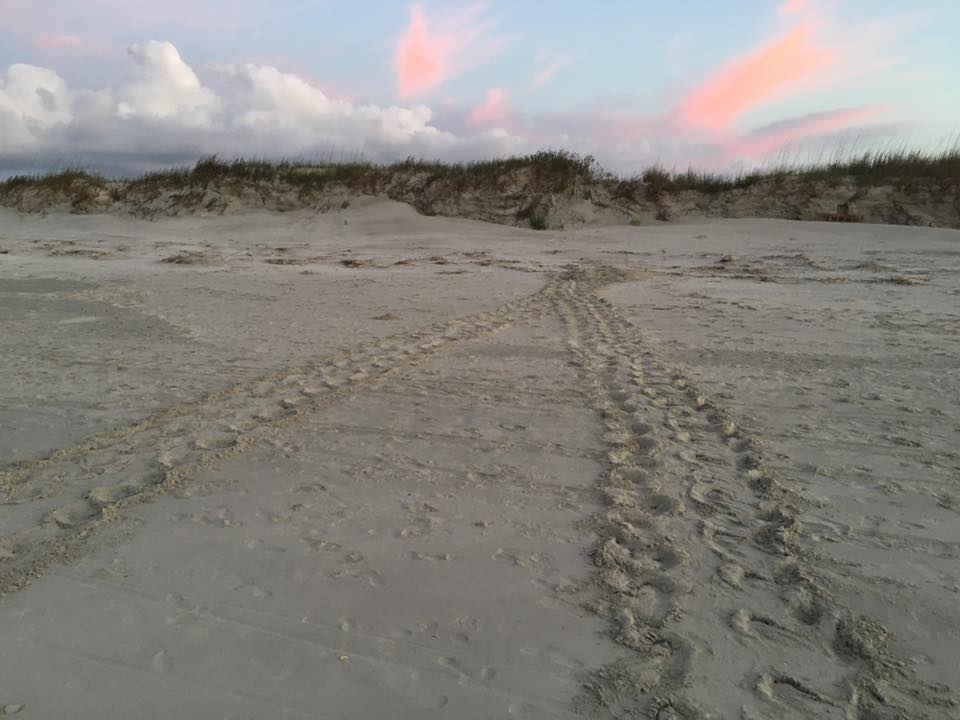 Tracks mark the path of the first sea turtle nest of the season at Sunset Beach